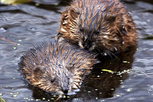 Muskrat Love