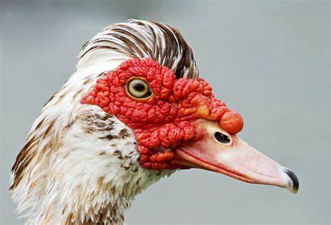 Muscovy Duck